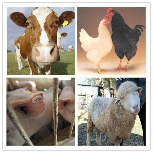 宝博体育- 宝博体育官网- 宝博体育APP下载 BaoBoSports玉门市开展2025年秋季动物防疫工作 考核验收