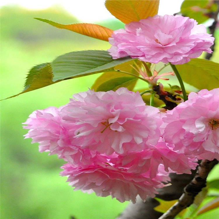 出售绯红晚樱自然风景区山区景观配植城市公园园区绿化花苗