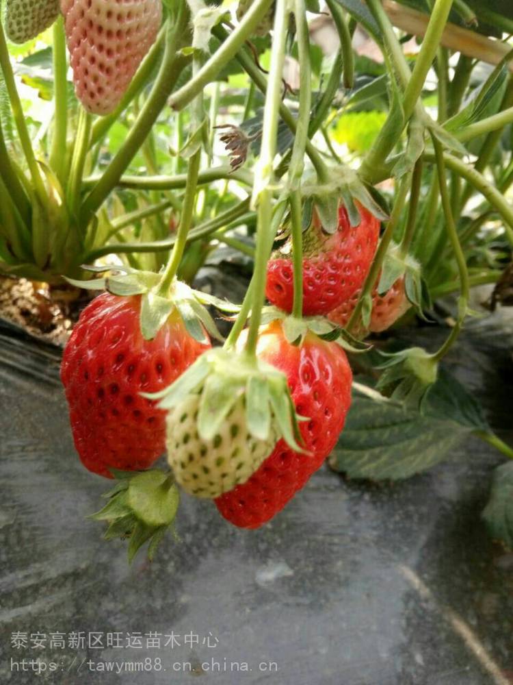 章姬草莓苗成活率高美国13号草莓苗哪里买