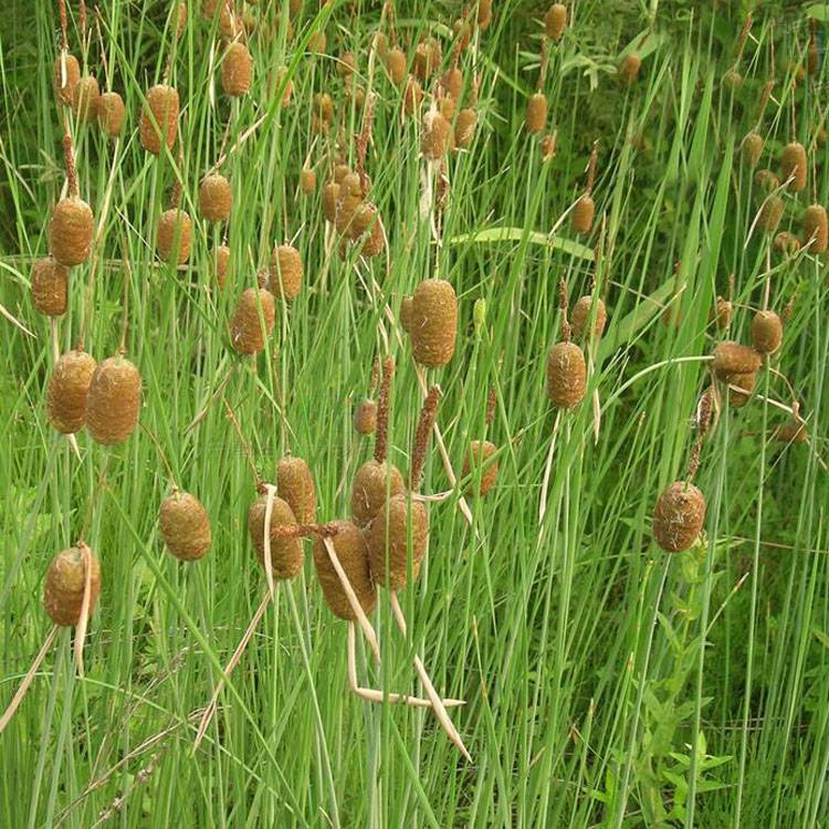 產品介紹 香蒲科香蒲屬的一個種,多年生水生或沼生草本植物,根狀莖乳