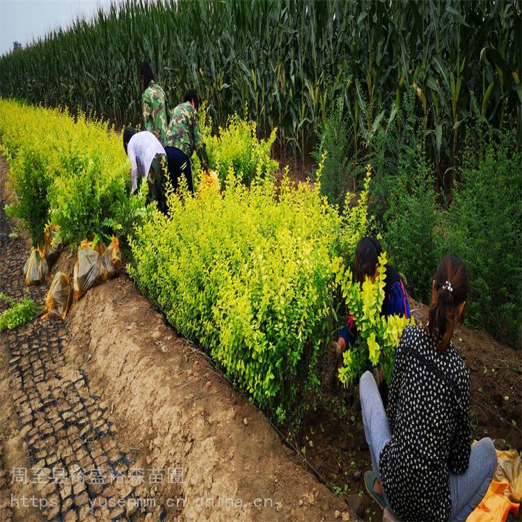 陕西树苗基地玫瑰种苗种植基地香花槐