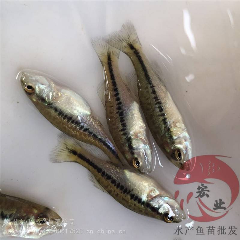 肇慶鱸魚苗規(guī)格鱸魚苗規(guī)格苗