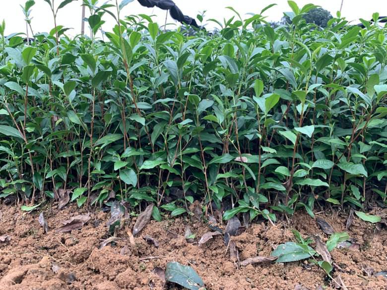 镇江市绿茶茶苗市场走向-名选131茶苗、绿茶茶苗