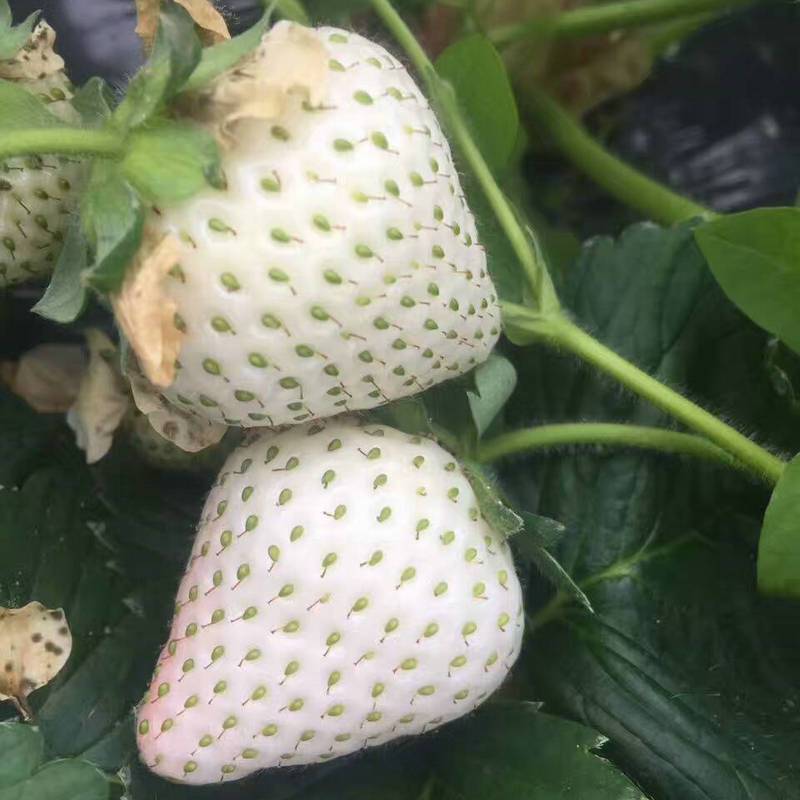 章姬草莓苗培育基地 二代草莓苗多少钱一棵 草莓苗诚信经营