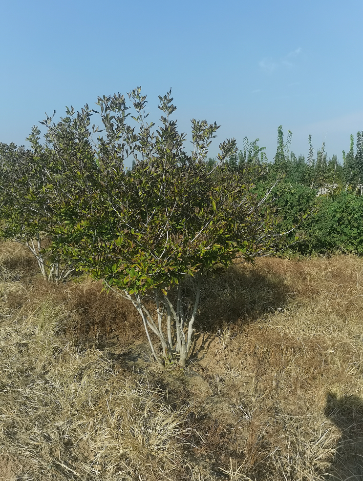 供应丛生菊花玉兰基地 园林绿化 观赏价值高 品质优