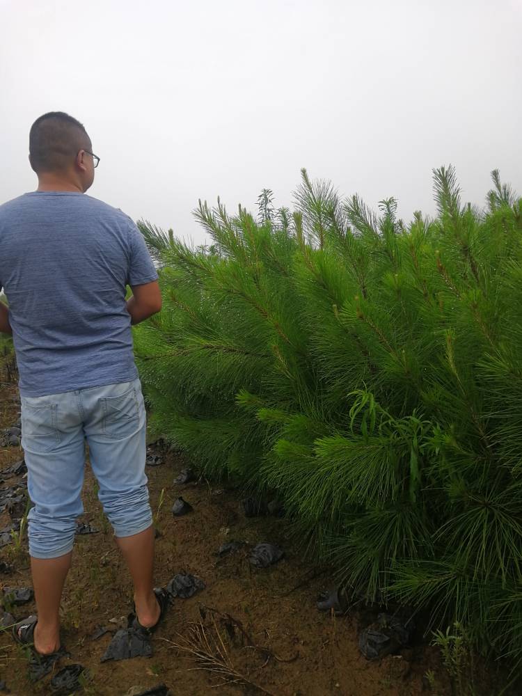 一年湿地松小苗价格-湖北华青农业湿地松基地