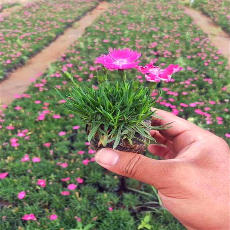 大量供应各种规格的欧石竹(完美石竹)花境植物加仑盆苗杯苗袋苗 大桶