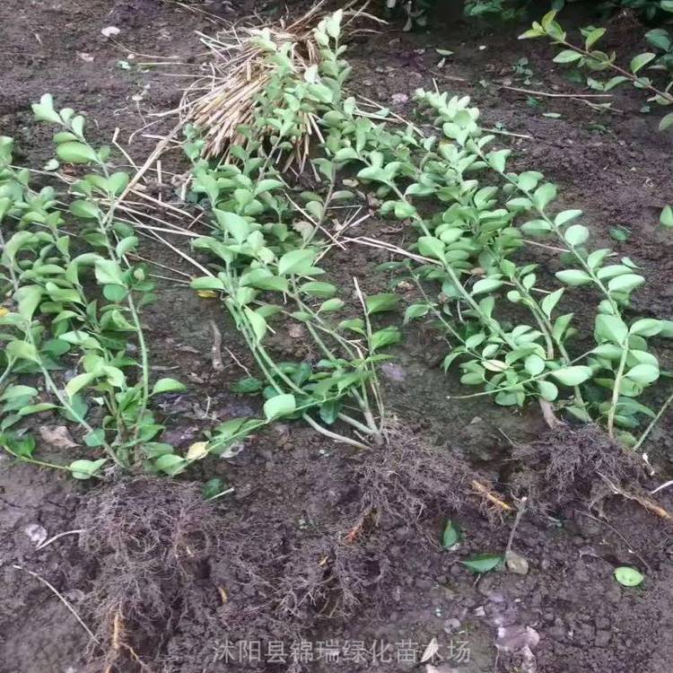 江苏卫矛小苗销往全国各地 网上订购 确保质量 发货快捷