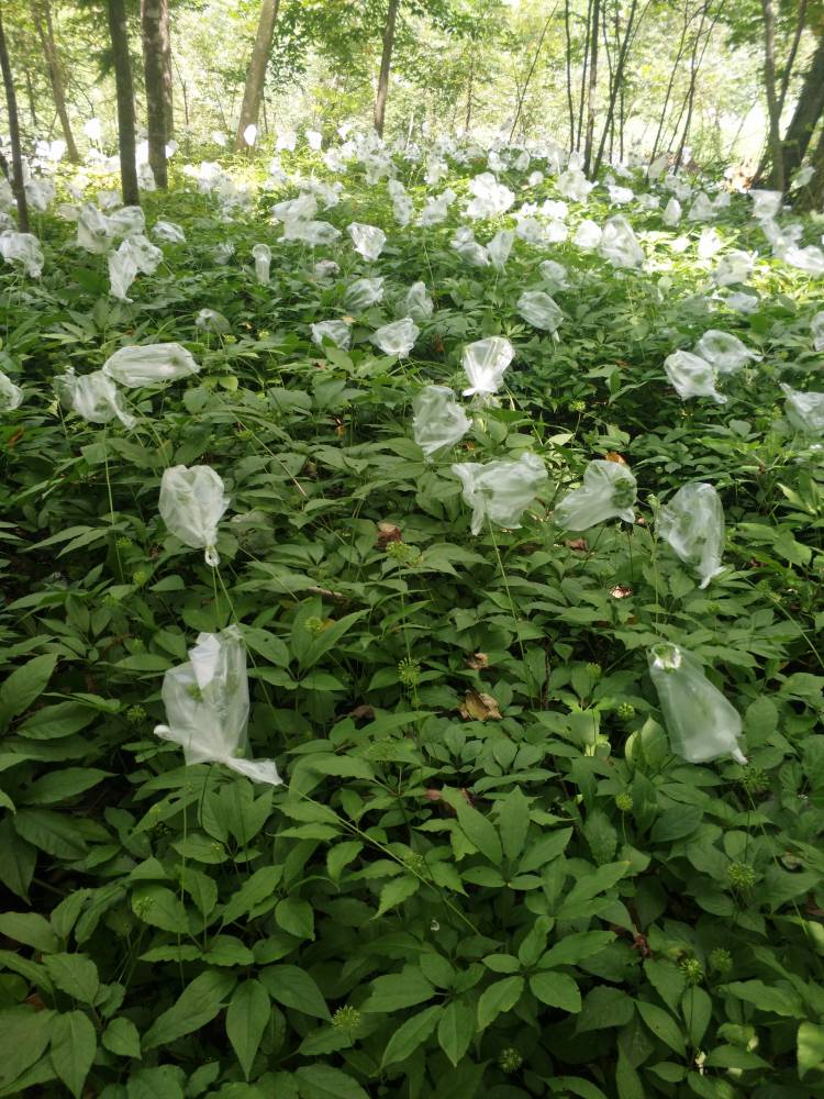 四川内江隆昌竹节参药材基地重楼种子种苗种植药材前景