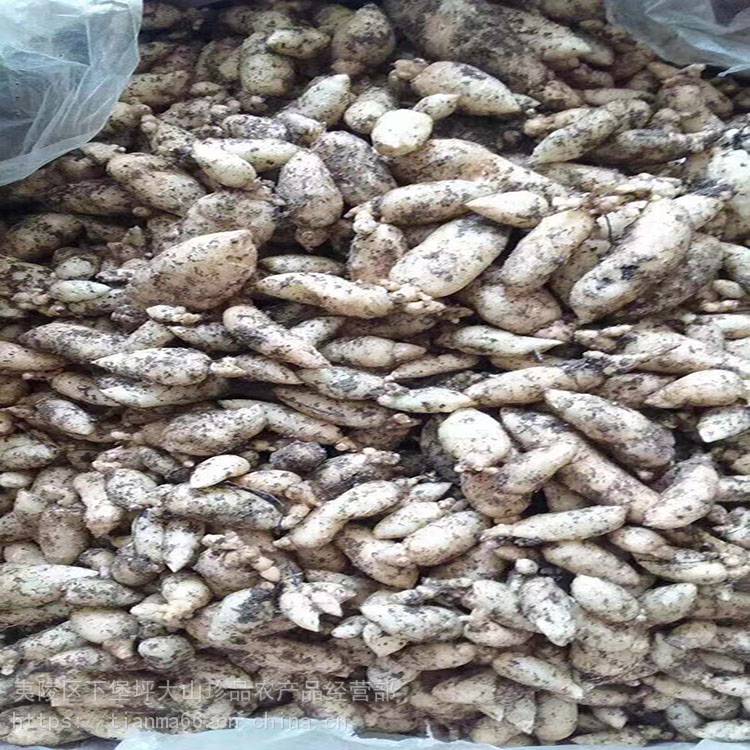 黄豆天麻蜜环菌 天麻种子种苗种植 批发繁育繁殖 大山珍品