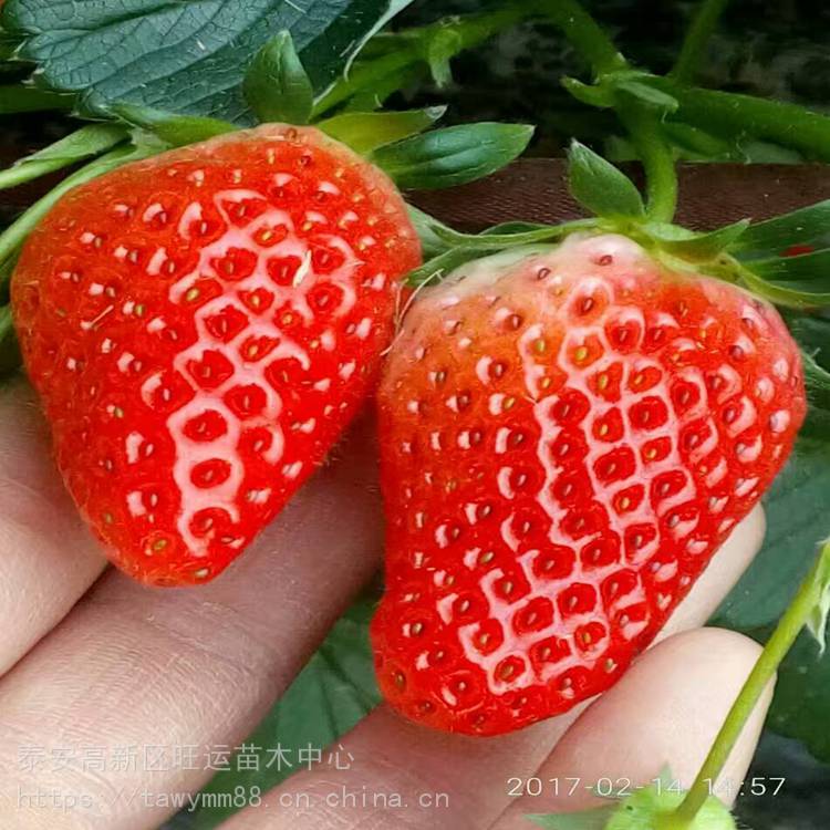 新乡市优质草莓苗价格四季草莓苗两年挂果