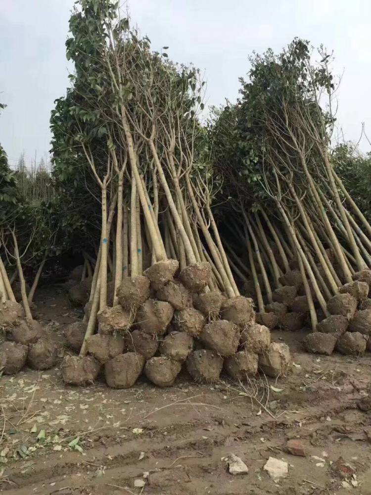 6公分大叶女贞树苗_精品大叶女贞_高淳女贞苗木基地