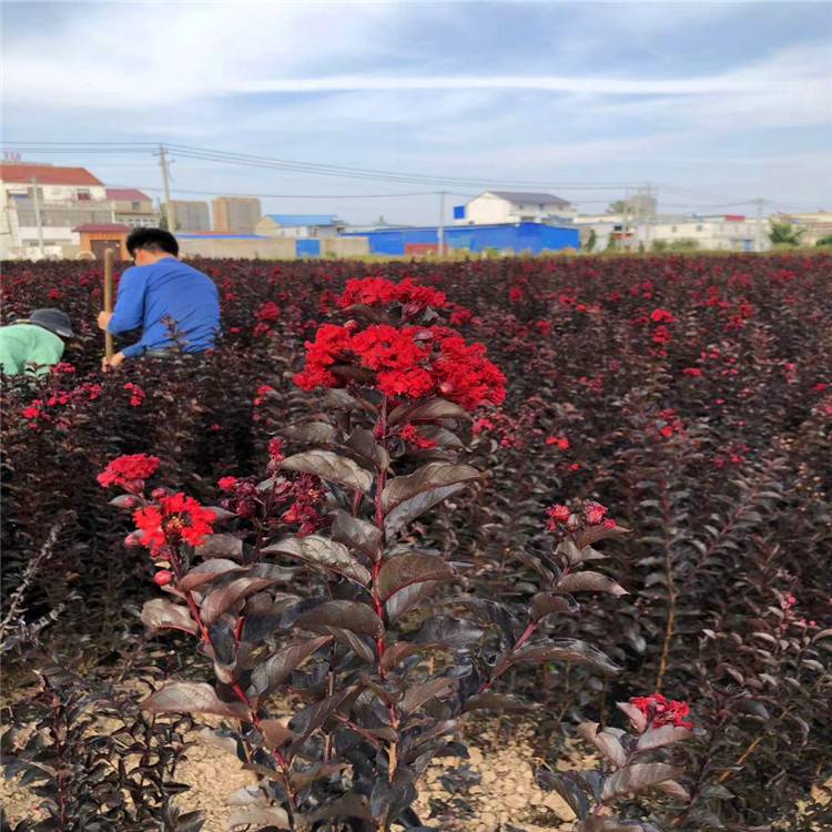 供应黑钻石紫薇黑钻石紫叶丹红紫薇苗圃扦插苗及工程苗