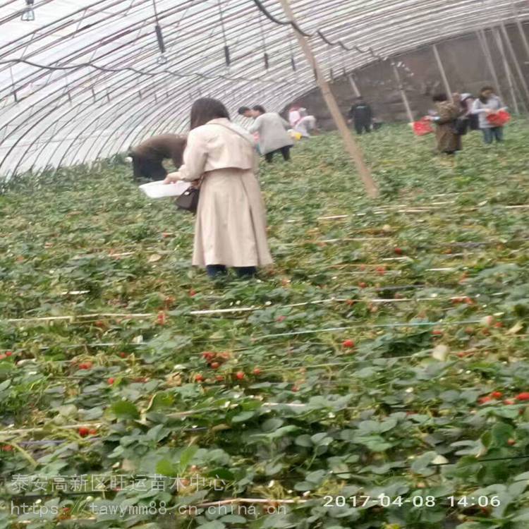 赤峰市石莓7号草莓苗达赛草莓苗种植优点