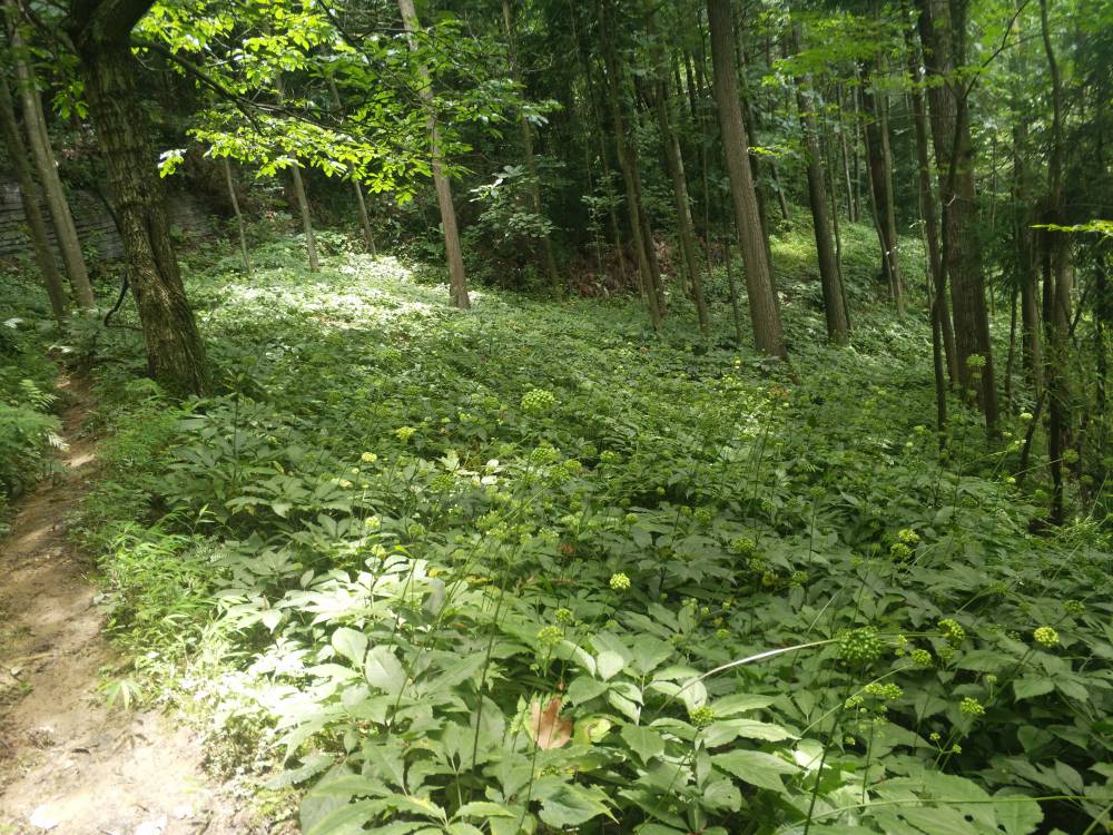 贵州六盘水六枝特野三七种植基地重楼种子种苗农村种植什么药材好