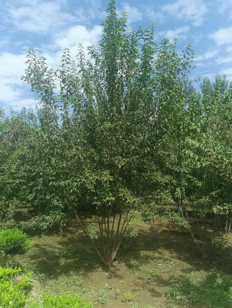 供应 4-7米三角枫 丛生茶条槭 风景树绿化苗木