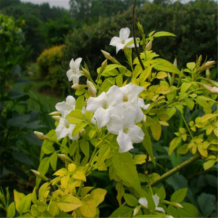 素馨金叶素馨盆栽花苗带香味阳台庭院植物花苗花卉绿爬藤植物四季开花