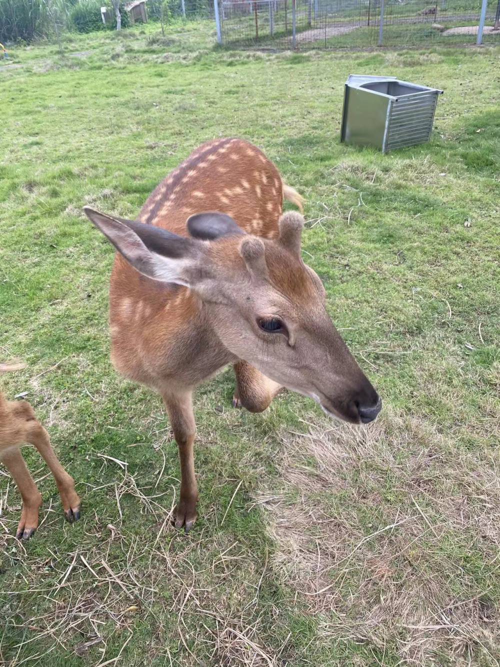 超级可爱的梅花鹿可互动、投喂等来看看吧