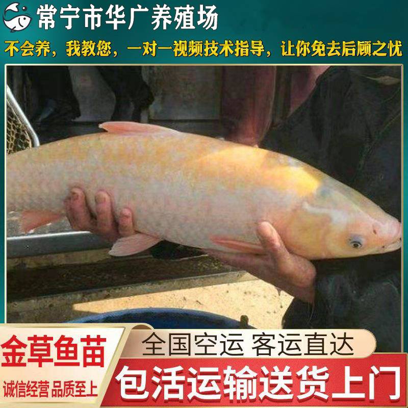 華廣魚苗特種魚苗金草魚金鯇魚苗金絲草魚金鱅魚苗紅