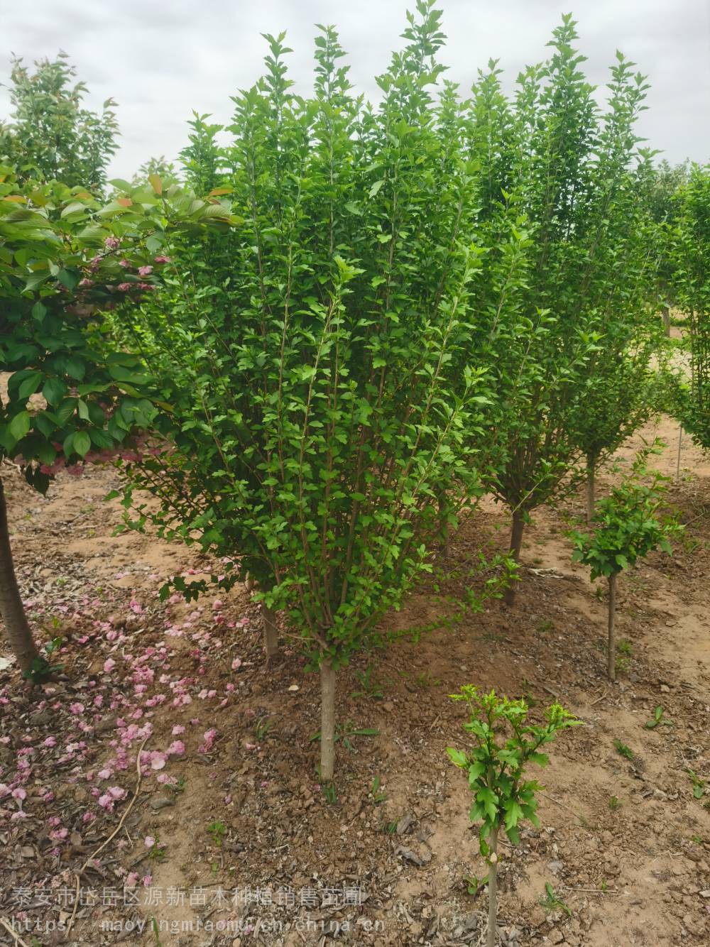 丛生木槿 园林绿化苗木 花坛行道风景树 绿化工程