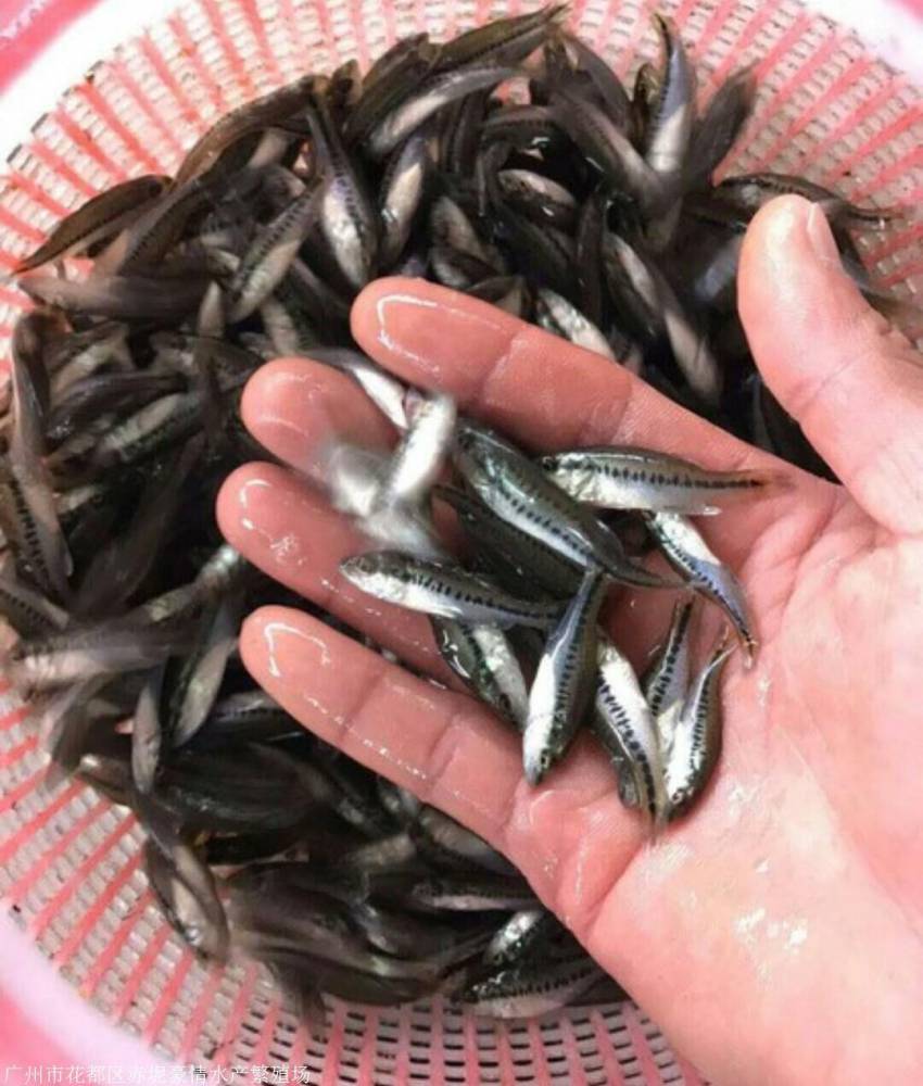 清遠鱸魚苗出售 加州魚苗批發 加州鱸魚苗批發價格