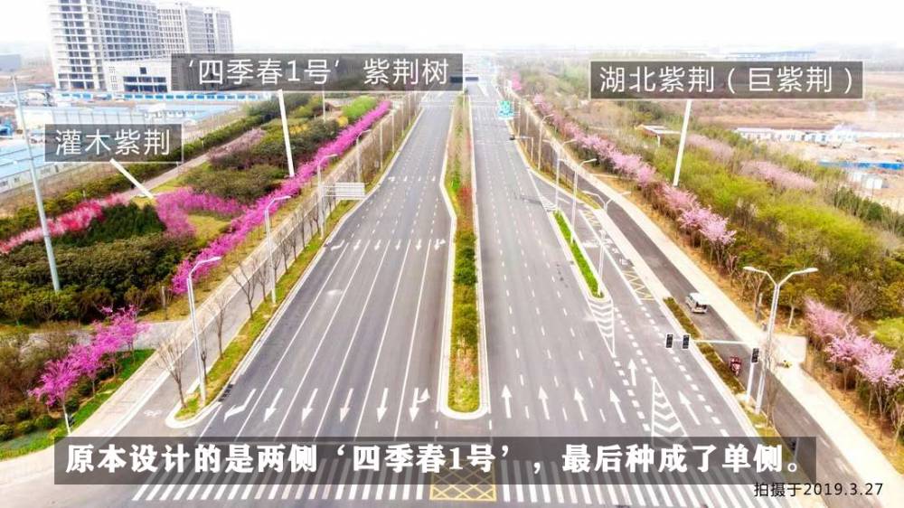 红花大乔木 ‘四季春1号’紫荆树图片