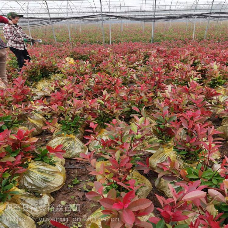 西安红叶石楠基地植物围墙树苗草皮种子陕南红叶石楠基地