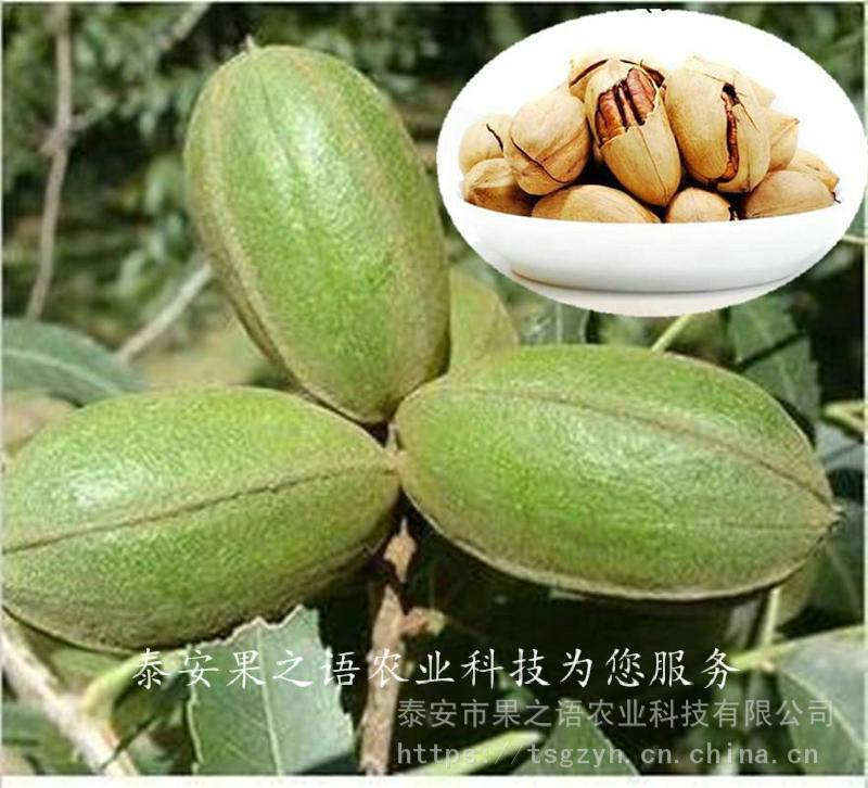 嫁接核桃苗批发、嫁接核桃苗如何挑选
