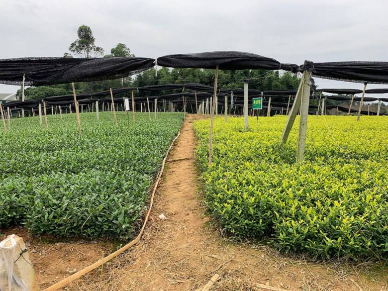 景德镇市绿茶茶苗市场走向-名选131茶苗、绿茶茶苗