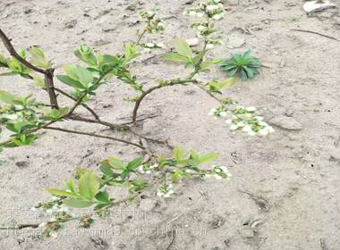 大型蓝莓苗基地批发蓝莓苗繁殖方法