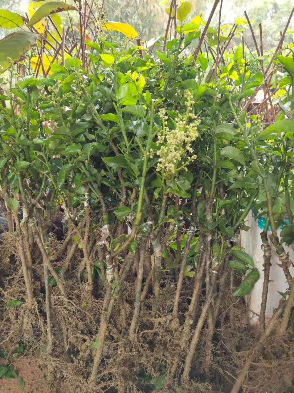 黄皮果苗批发香蜜黑黄皮苗黑金刚黄皮苗产地货源