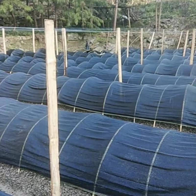 多针加密农用大棚遮阳网羊菌菇种植楼顶庭院防晒网工地裸土覆盖网