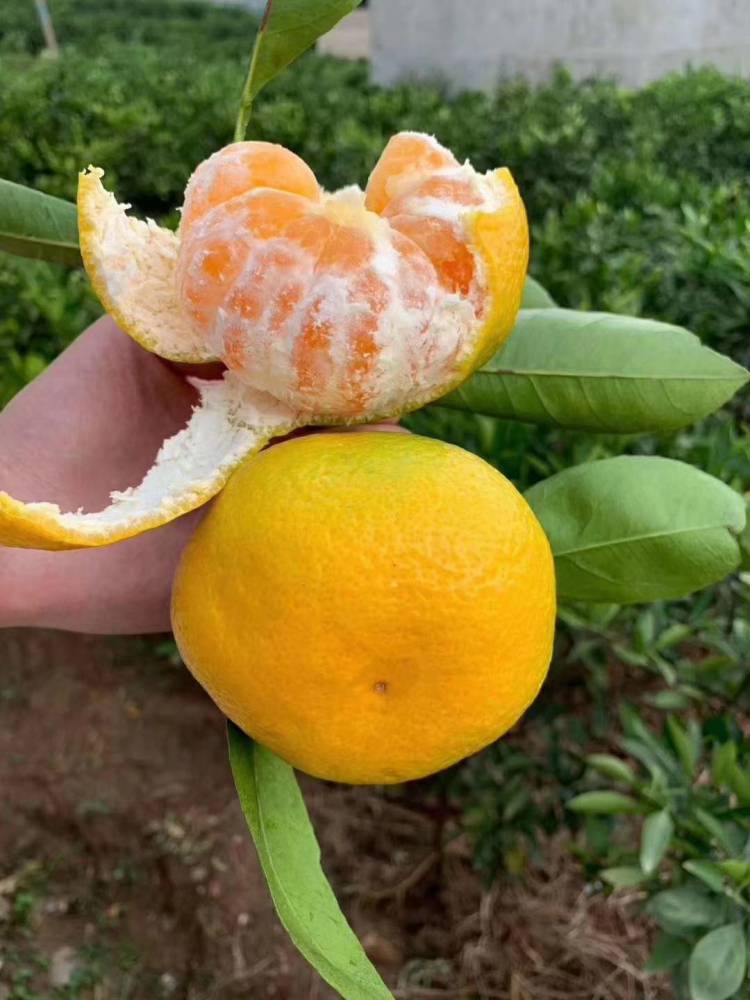湖南哪里有特早熟柑橘由良苗 由良蜜桔糖度比大分高