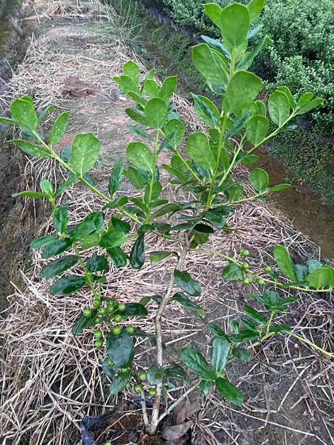 樹球老虎貓兒刺鳥不宿八角刺枸骨盆景造型花卉綠植盆栽|價格|廠家