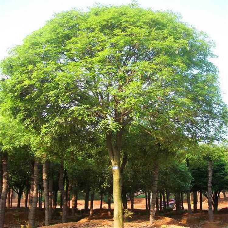 丛生香樟园林植物移栽香樟树多头基地批发