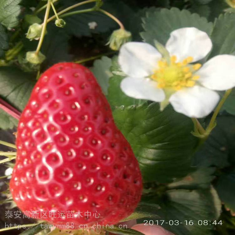 贵港市草莓苗匍匐茎草莓苗价格基地供应
