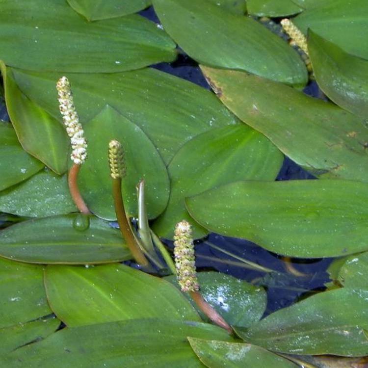 批发水生植物眼子菜 沉水植物 微齿眼子菜 马来眼子菜