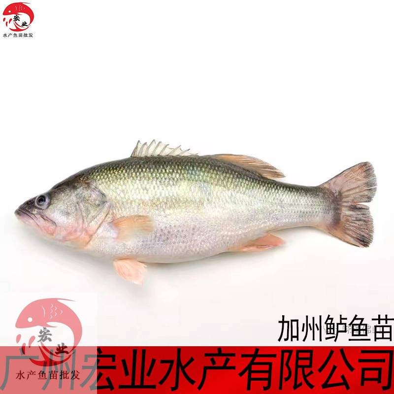 云浮鱸魚水花大量供應(yīng)鱸魚苗批發(fā)