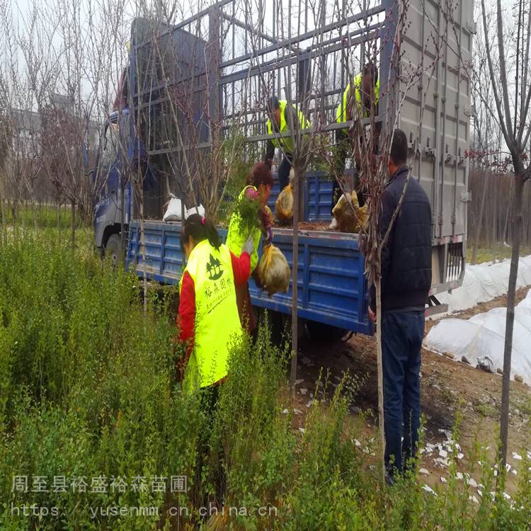 小叶女贞苗子观叶树绿化苗木小苗子圆形石楠小叶女贞球苗