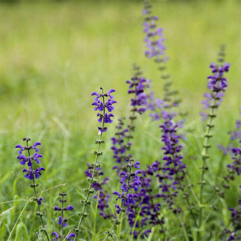 幻紫林荫鼠尾草景区园林造景绿化花坛花镜地栽工程