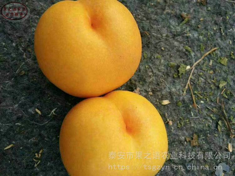 黄肉油蟠桃树苗价格、黄肉油蟠桃树苗品种齐全