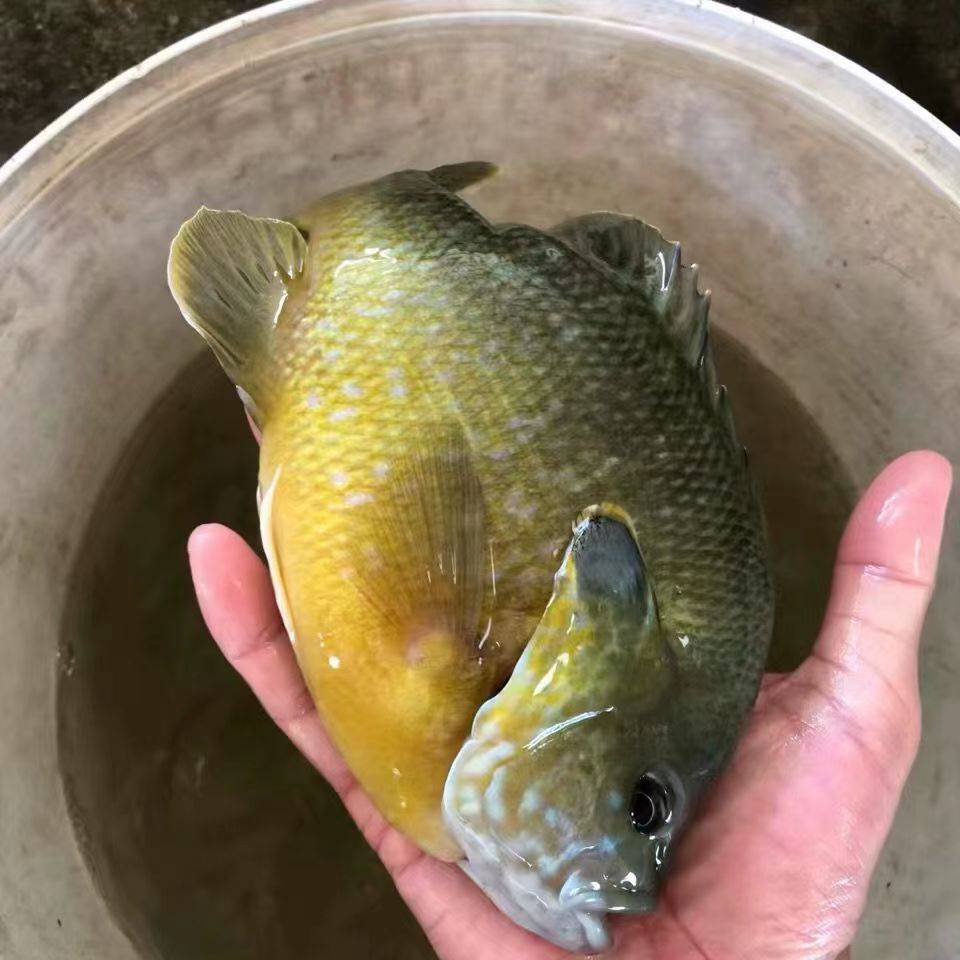 华广水产蓝鳃太阳鱼苗杂交金边太阳鱼苗太阳鱼淡水养殖