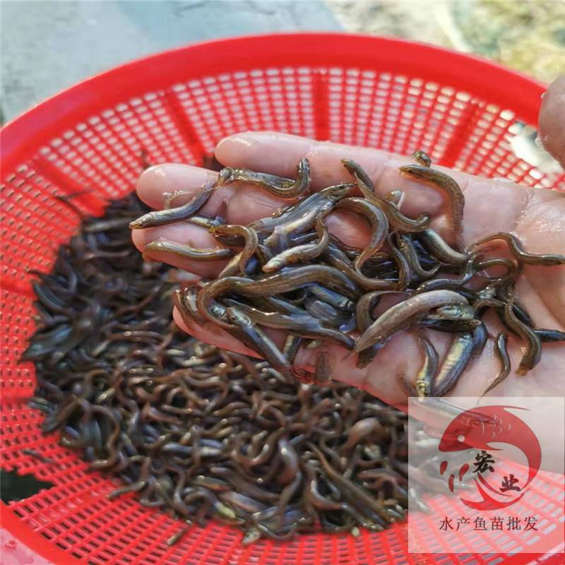 魚苗批發諮詢臺灣一號泥鰍魚苗_臺灣泥鰍魚苗養殖技術