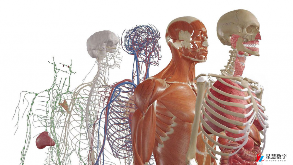 医学人体解剖虚拟仿真教学软件 虚拟现实人体解剖教学系统