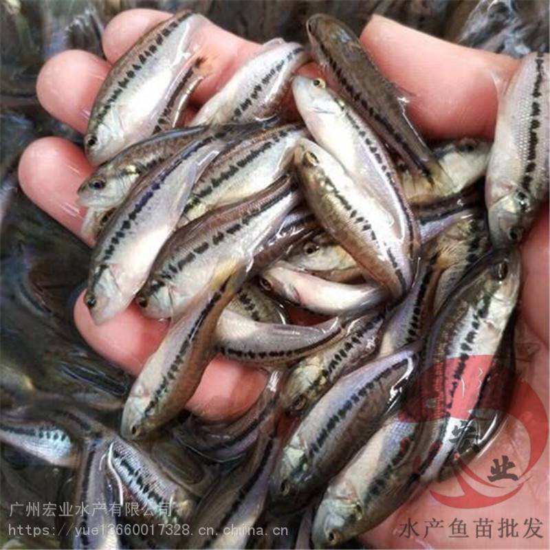 云浮鱸魚水花大量供應(yīng)鱸魚苗批發(fā)