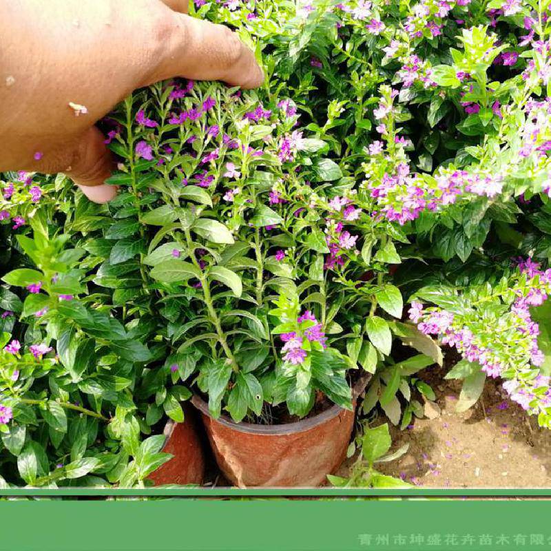 山东盆栽萼距花批发价格,紫萼距花种植基地