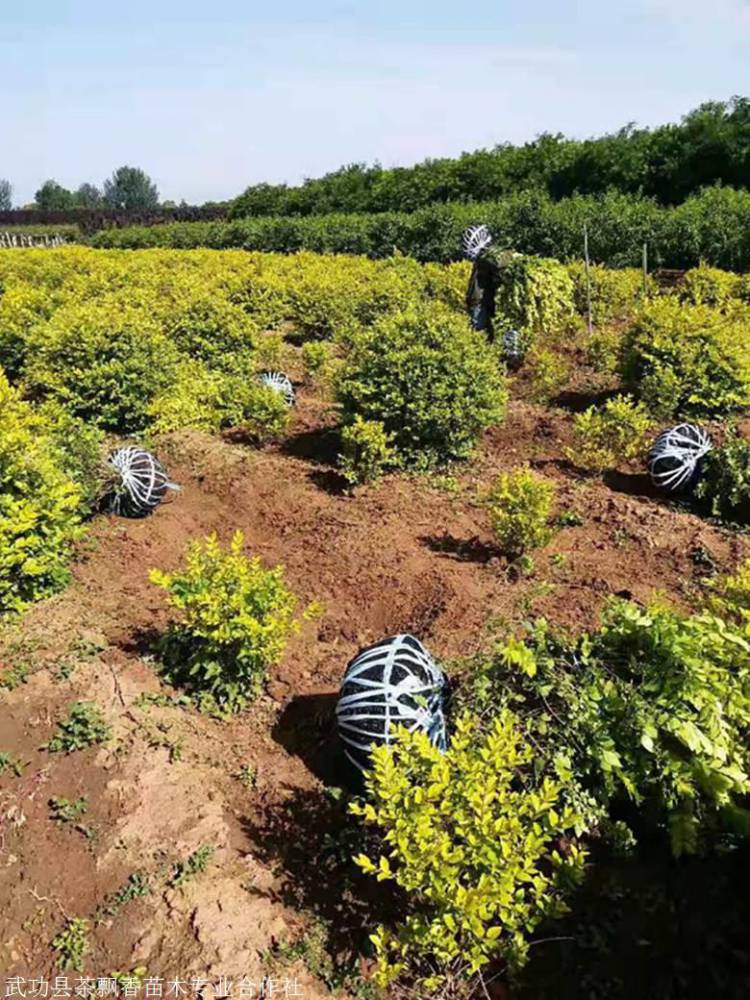 公園造型點綴拼圖金葉女貞 綠化工程苗彩葉綠化樹金葉女貞球基地