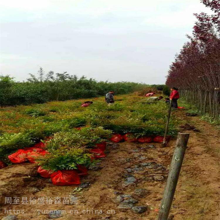 渭南苗木基地大叶黄杨圆球绿化苗木球类50-150绣线菊