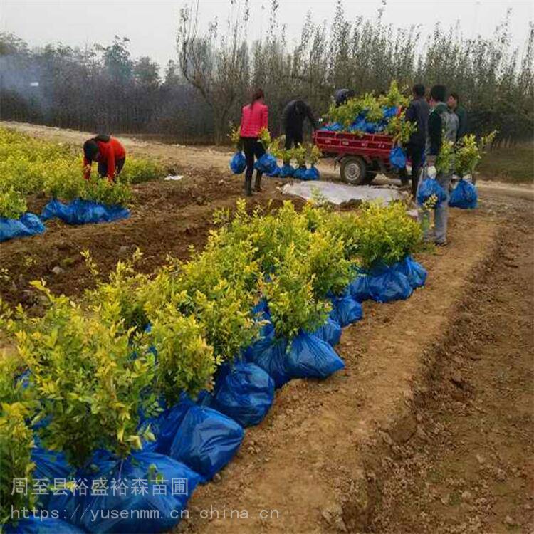 雪松绿篱一平方多少棵常青藤苗苗圃价格小苗子40种类