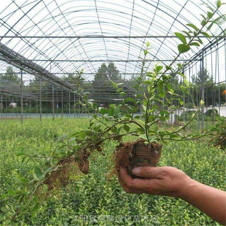 山东/河北/河南小叶扶芳藤供应 公路边坡绿化山体护坡的好选择